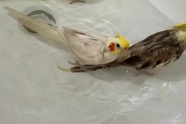 玄凤鹦鹉患有肠炎的表现，会出现炸毛、腹泻等症状