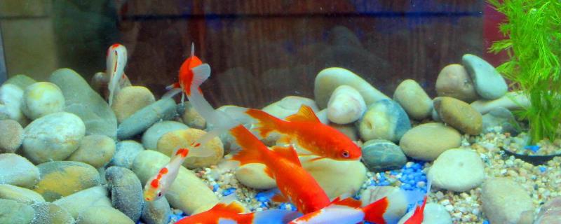 鱼缸第一次怎么养水