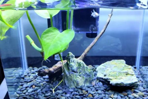 鱼缸第一次怎么养水,第一次养水首先要消毒