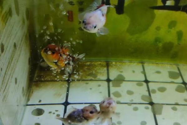 鱼缸第一次怎么养水,第一次养水首先要消毒