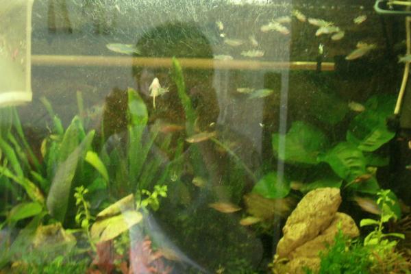 鱼缸第一次怎么养水,第一次养水首先要消毒