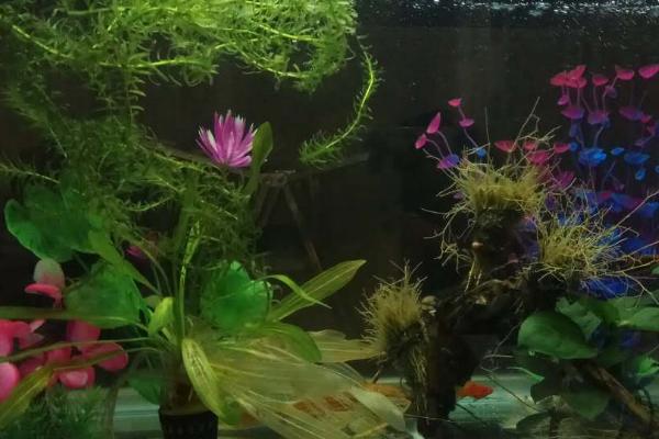 鱼缸第一次怎么养水,第一次养水首先要消毒