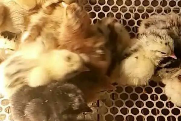 如何提高小鸡的睡眠质量,睡觉前可适当喂食、将灯光调暗