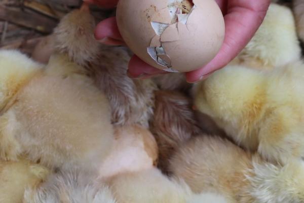 如何提高小鸡的睡眠质量,睡觉前可适当喂食、将灯光调暗