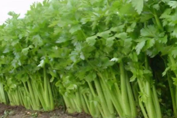 种芹菜要过多久才出苗,通常需要7-10天左右