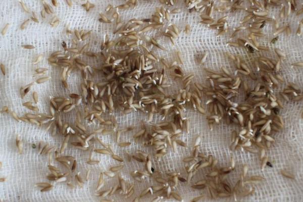 种芹菜要过多久才出苗,通常需要7-10天左右