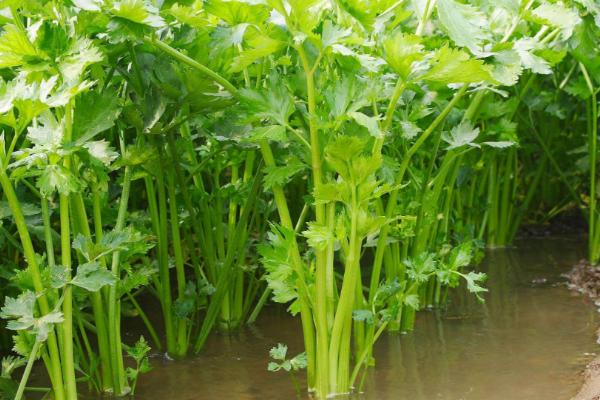 种芹菜要过多久才出苗,通常需要7-10天左右