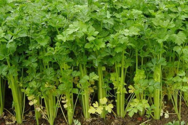 种芹菜要过多久才出苗,通常需要7-10天左右