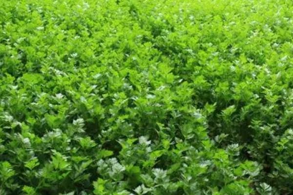 种芹菜要过多久才出苗,通常需要7-10天左右