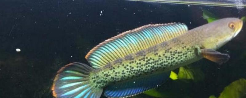 如何饲养鬼王蓝宝石雷龙鱼