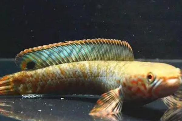 如何饲养鬼王蓝宝石雷龙鱼,养殖期间要把水温保持在22-26℃