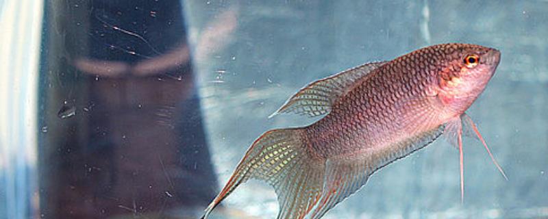 中国斗鱼能和泰国斗鱼混养吗