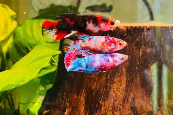 中国斗鱼能和泰国斗鱼混养吗,两者属于斗鱼不可混养