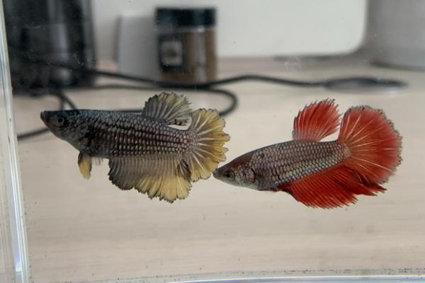 中国斗鱼能和泰国斗鱼混养吗,两者属于斗鱼不可混养