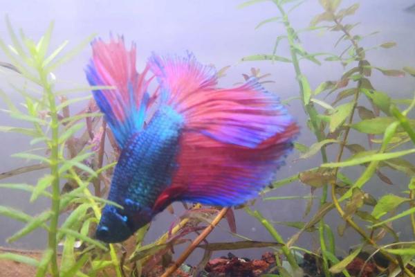 中国斗鱼能和泰国斗鱼混养吗,两者属于斗鱼不可混养
