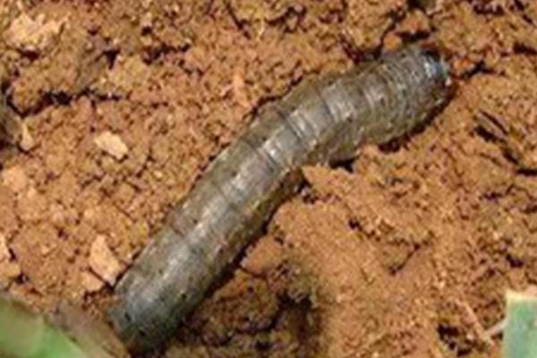 玉米地下害虫有哪些,有地老虎、蛴螬、蝼蛄等
