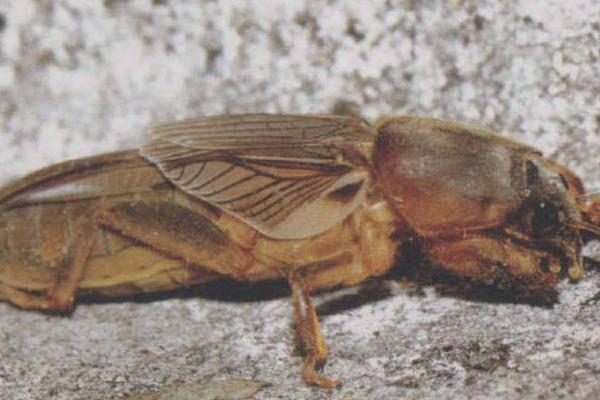 玉米地下害虫有哪些,有地老虎、蛴螬、蝼蛄等