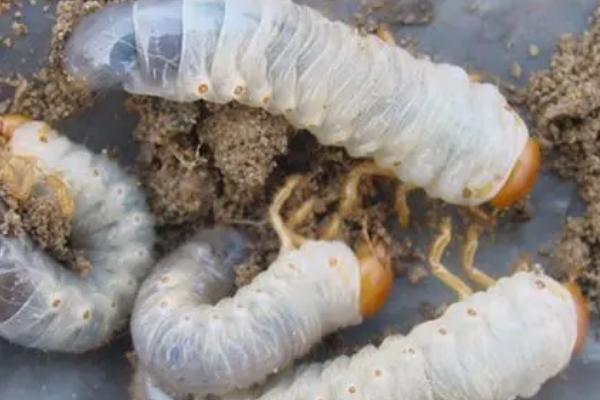 玉米地下害虫有哪些,有地老虎、蛴螬、蝼蛄等