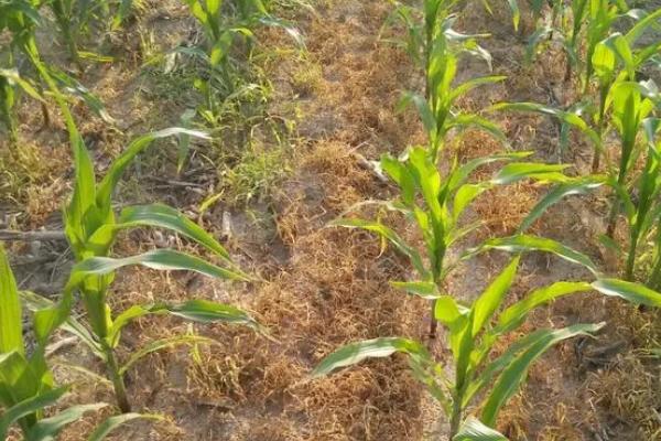 玉米地下害虫有哪些,有地老虎、蛴螬、蝼蛄等
