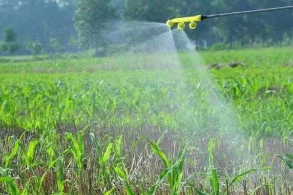 玉米地下害虫有哪些,有地老虎、蛴螬、蝼蛄等