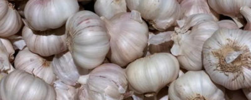 大蒜锈病什么时候开始防治