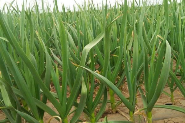 大蒜锈病什么时候开始防治,在种植前和生长期进行预防