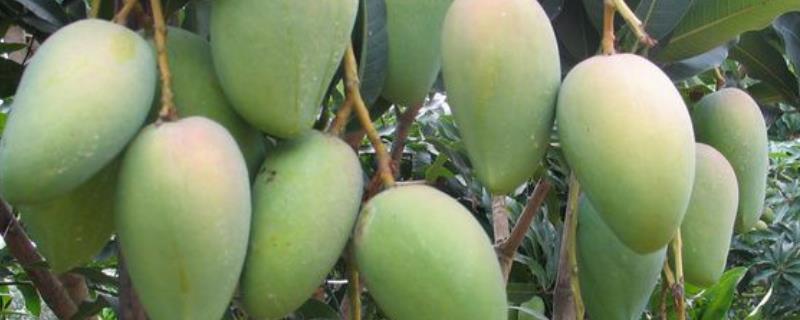 怎么种芒果