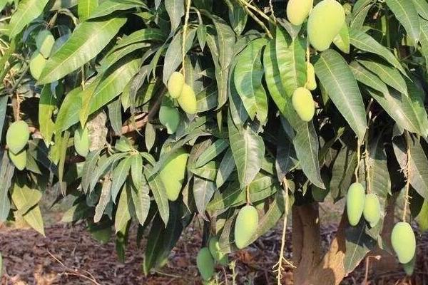 怎么种芒果,春季3-4月或秋季9-10月均可种植