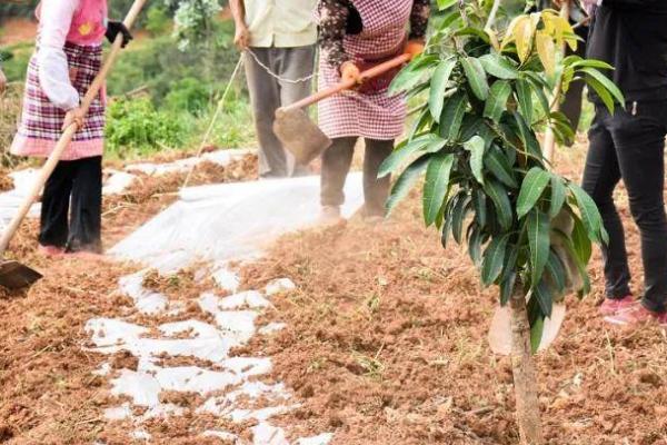 怎么种芒果,春季3-4月或秋季9-10月均可种植