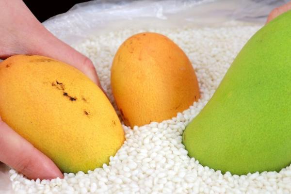 怎么种芒果,春季3-4月或秋季9-10月均可种植