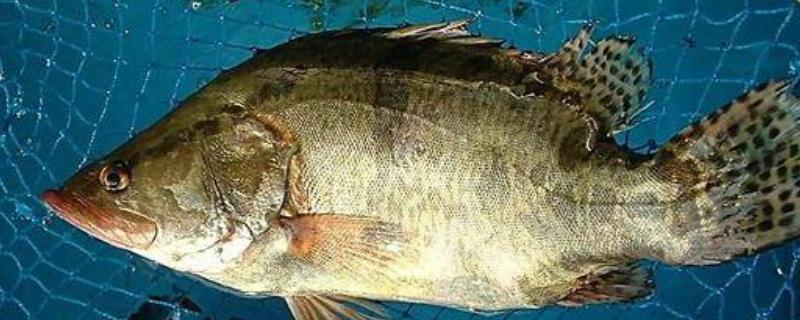 20亩能养多少桂鱼