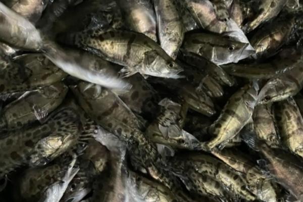 20亩能养多少桂鱼,可以养殖约3万条左右