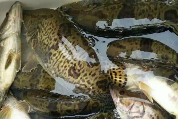 20亩能养多少桂鱼,可以养殖约3万条左右