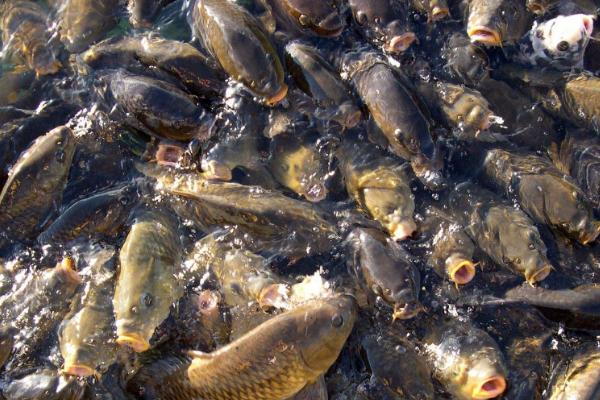 20亩能养多少桂鱼,可以养殖约3万条左右