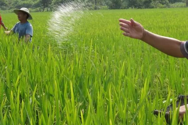 水稻什么时候施钾肥，底肥、分蘖期和孕穗期均可使用