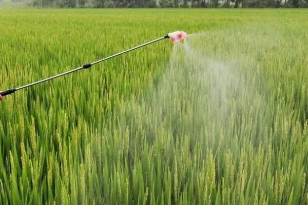 水稻什么时候施钾肥，底肥、分蘖期和孕穗期均可使用