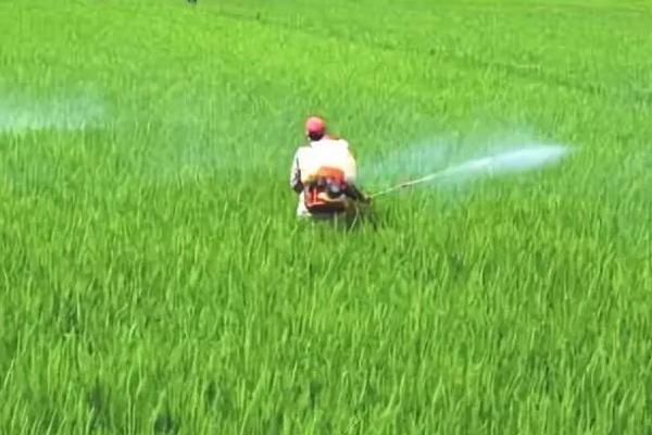 水稻什么时候施钾肥，底肥、分蘖期和孕穗期均可使用