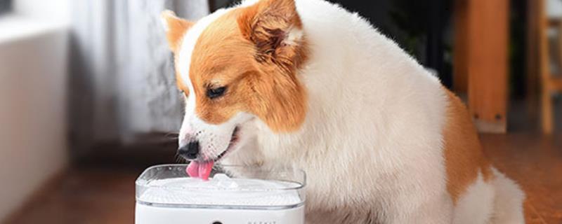 小狗喝水被呛到如何处理