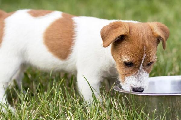 小狗喝水被呛到如何处理,可拍打小狗后背、并带到通风处休息