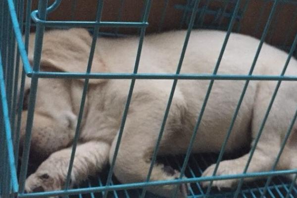 小狗喝水被呛到如何处理,可拍打小狗后背、并带到通风处休息