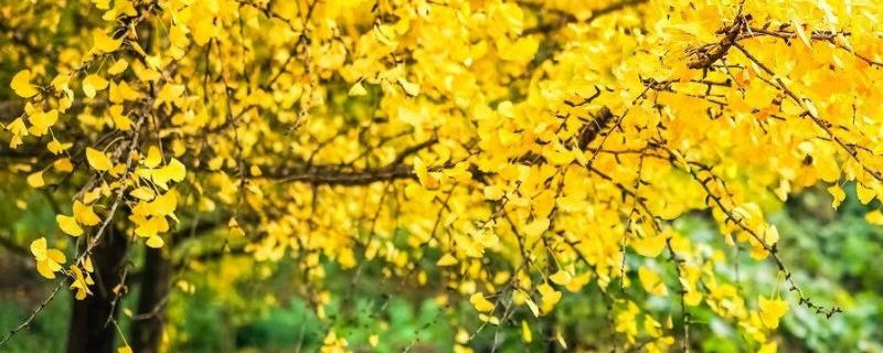 银杏的品种分类