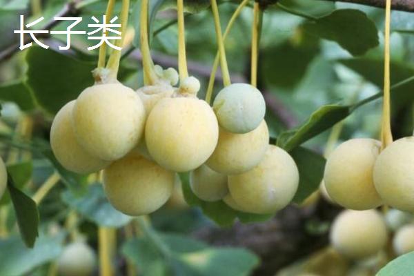 银杏的品种分类,根据种核的长宽比例一般分为5大类