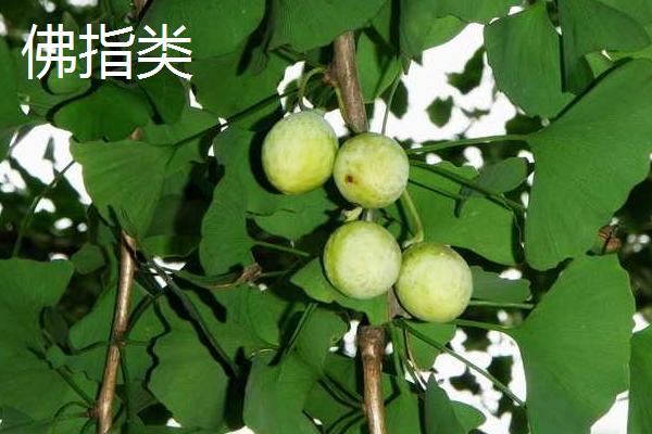 银杏的品种分类,根据种核的长宽比例一般分为5大类