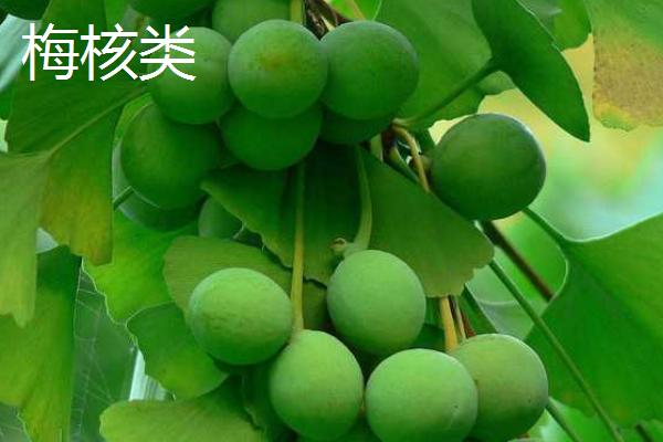 银杏的品种分类,根据种核的长宽比例一般分为5大类