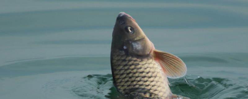 刮东风时鱼儿为何不开口