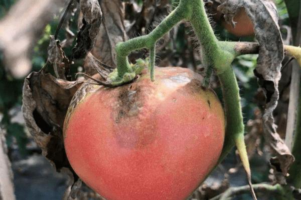 秋季西红柿烂果的原因及防治措施,找准原因针对性防治