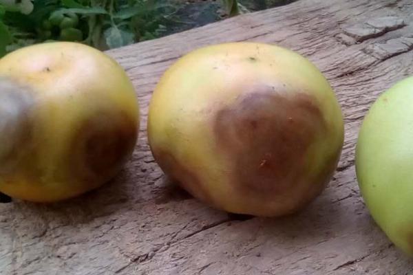 秋季西红柿烂果的原因及防治措施,找准原因针对性防治