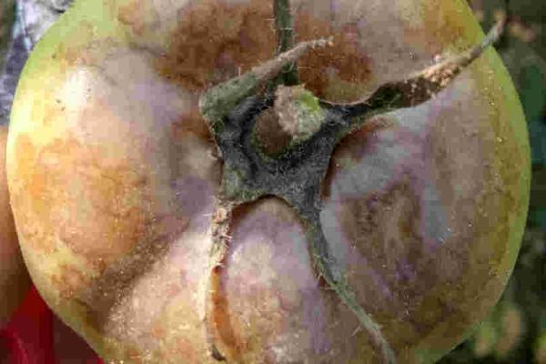 秋季西红柿烂果的原因及防治措施,找准原因针对性防治