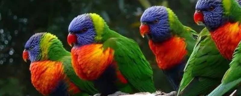 鹦鹉没精神总是闭眼怎么办