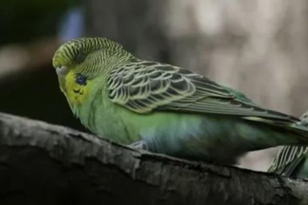 鹦鹉没精神总是闭眼怎么办，需根据实际情况对症治疗